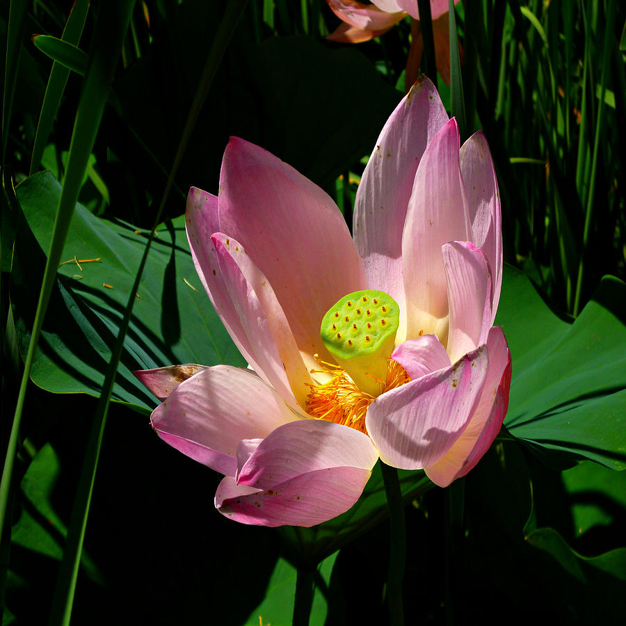 Lotus Blossom Squared Photograph by Mike McBrayer