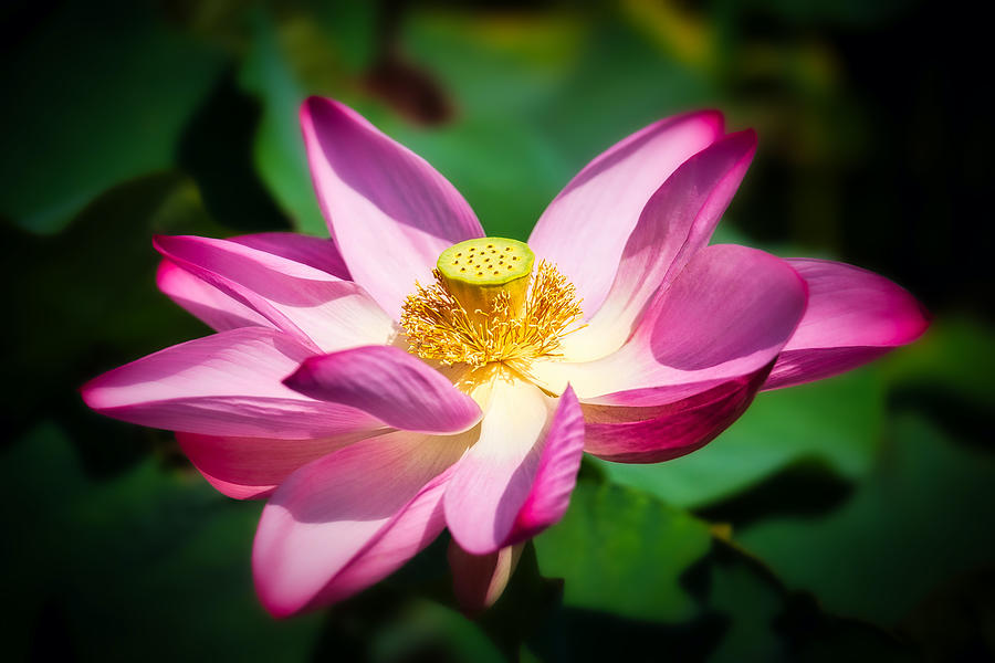 Lotus Blossom Photograph by Stuart Litoff