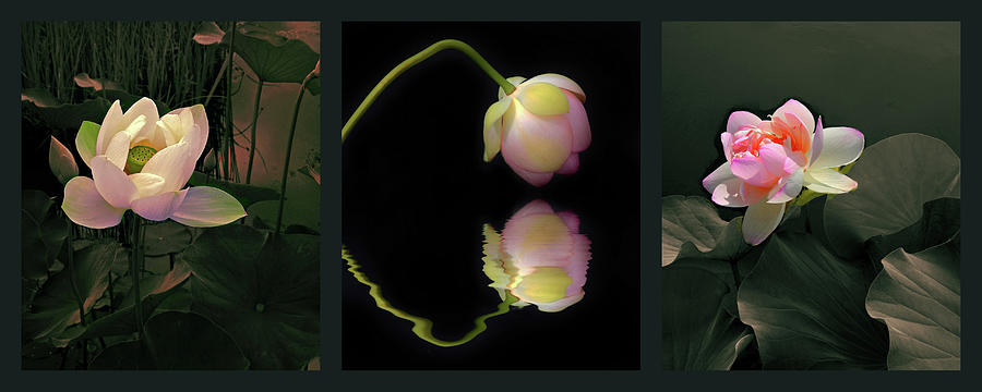 Lotus Blossom Trilogy Photograph by Jessica Jenney