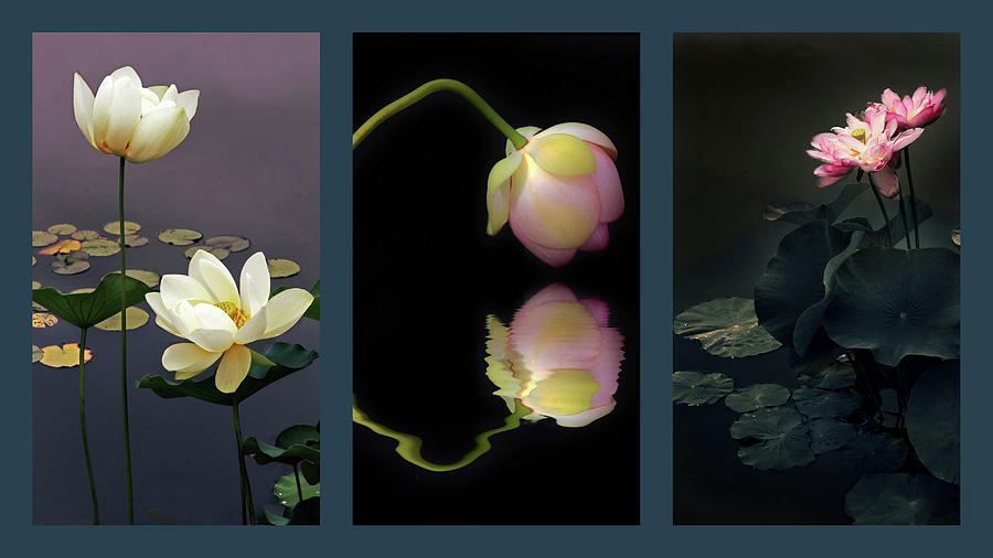 Lotus Blossom Triptych Photograph by Jessica Jenney