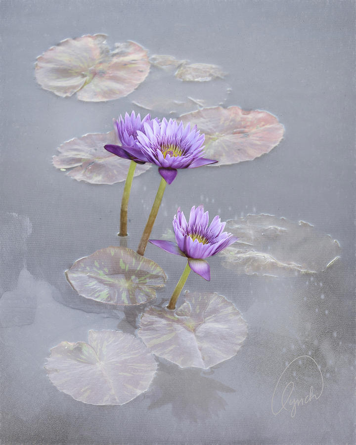Lotus Blossoms Photograph by Karen Lynch