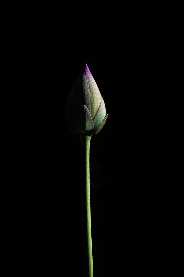 Lotus Bud Photograph by Gary Geddes