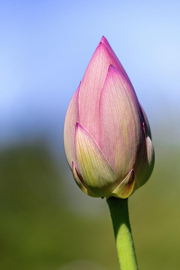 Lotus bud in morning light Photograph by Robert Miller