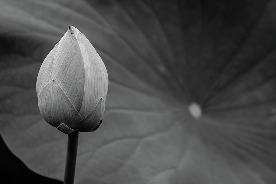 Lotus Bud Photograph by Liz Albro