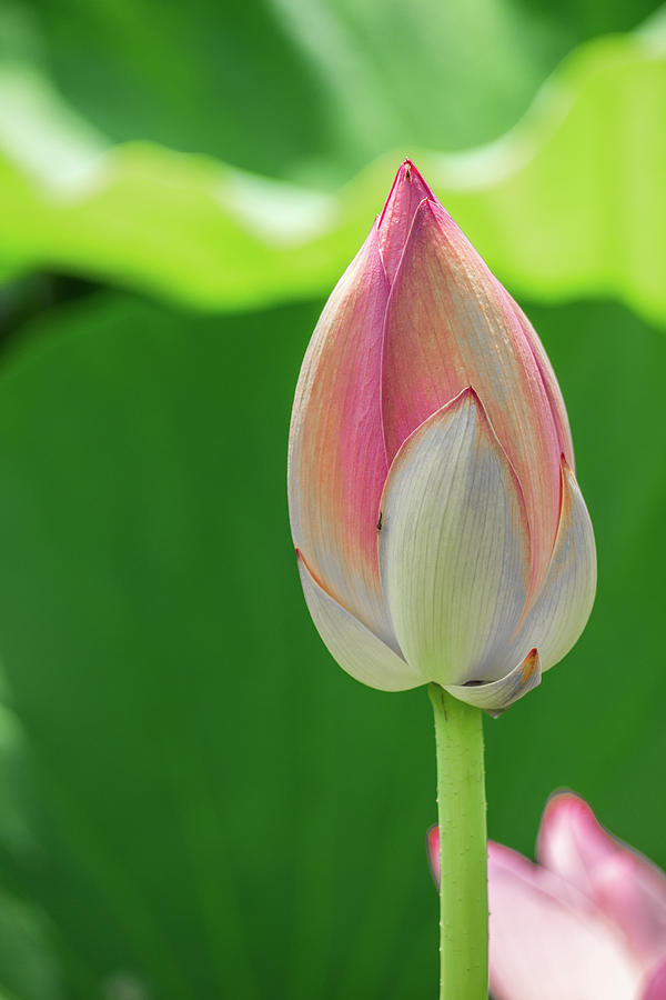 Lotus bud Photograph by Robert Miller