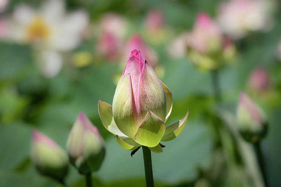 Lotus Buds Photograph by Gary Geddes