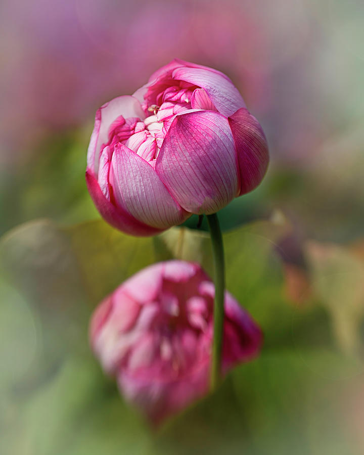 Lotus Buds Photograph by Teresa Wilson