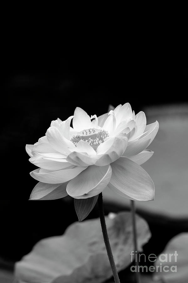 Flower Photograph - Lotus Chawan Basu Flower Monochrome by Tim Gainey