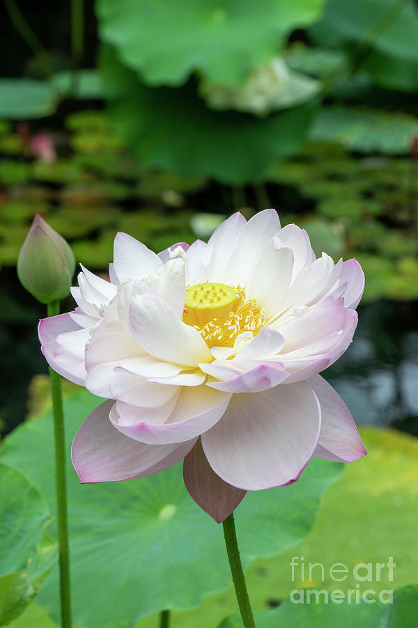 Lotus Chawan Basu Flower Photograph by Tim Gainey