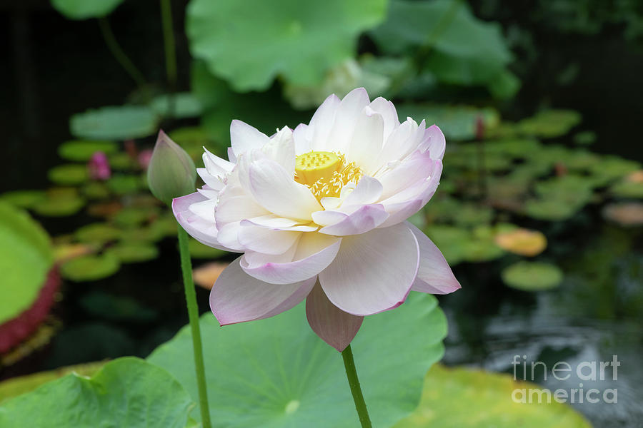 Lotus Chawan Basu  Photograph by Tim Gainey