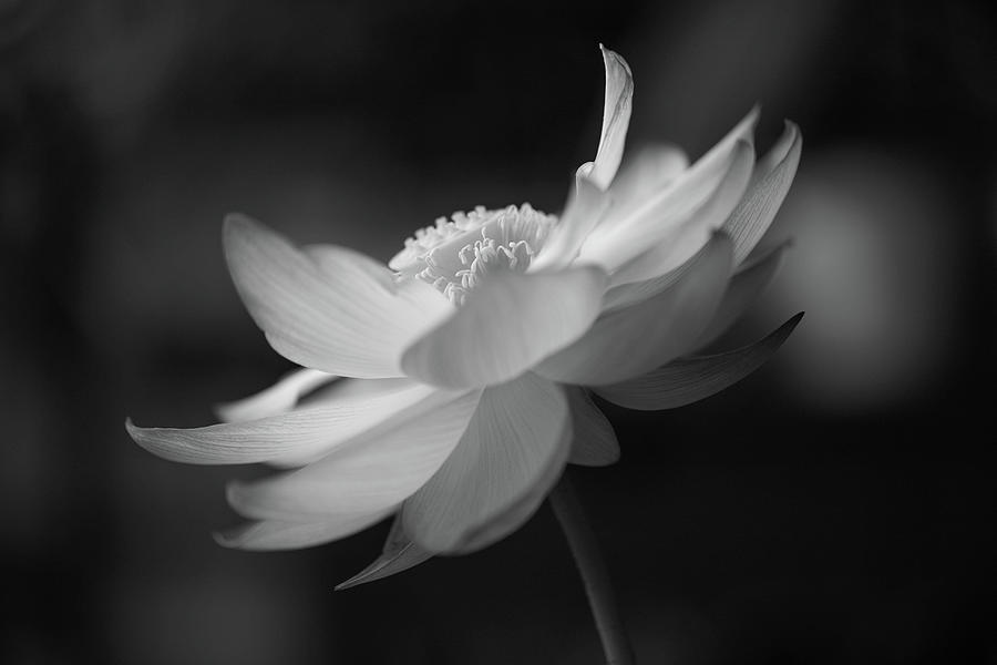 Lotus Photograph by Daniela Haushaelter - Fine Art America