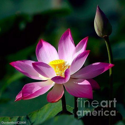 Lotus Photograph by Doug Norkum