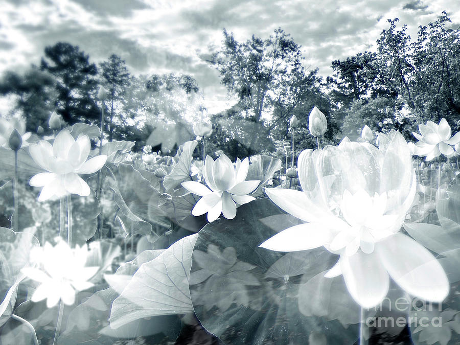 Lotus Dream Photograph