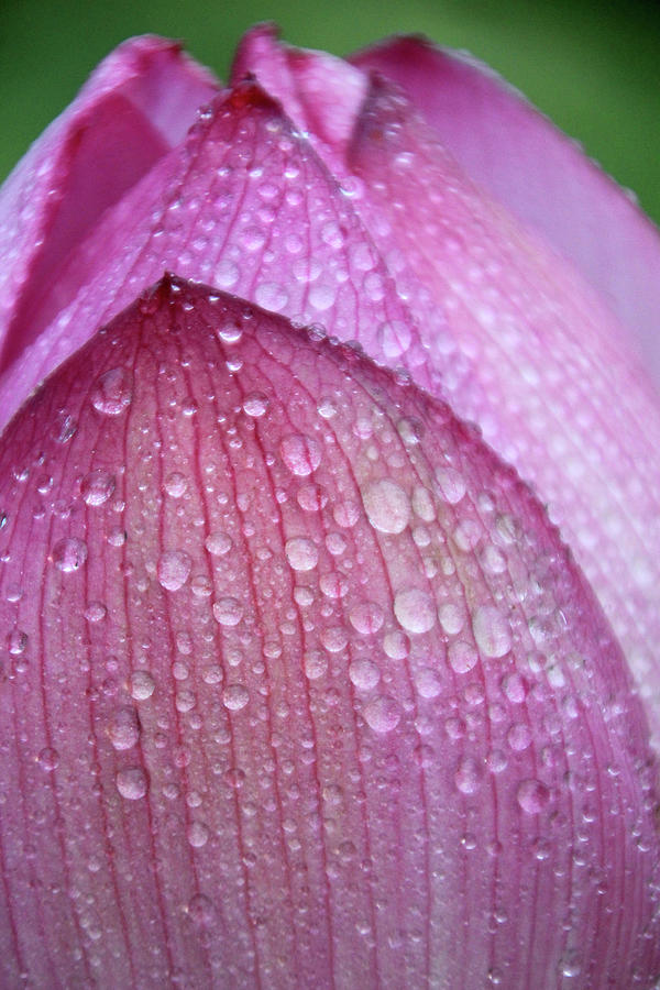 Lotus Drops Photograph by Carolyn Stagger Cokley