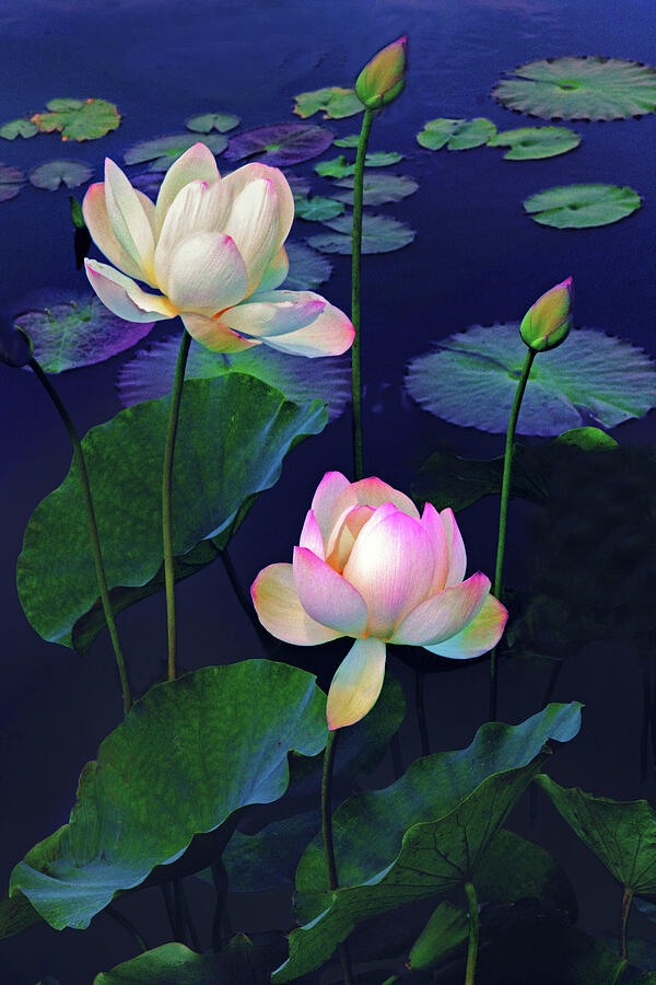 Lotus Duet Photograph by Jessica Jenney