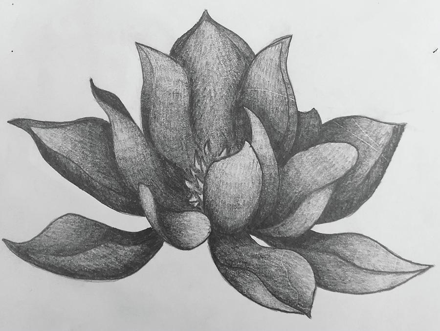 realistic lotus flower drawing - Clip Art Library