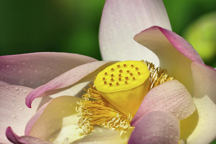 Lotus flower 1 Photograph by Buddy Scott