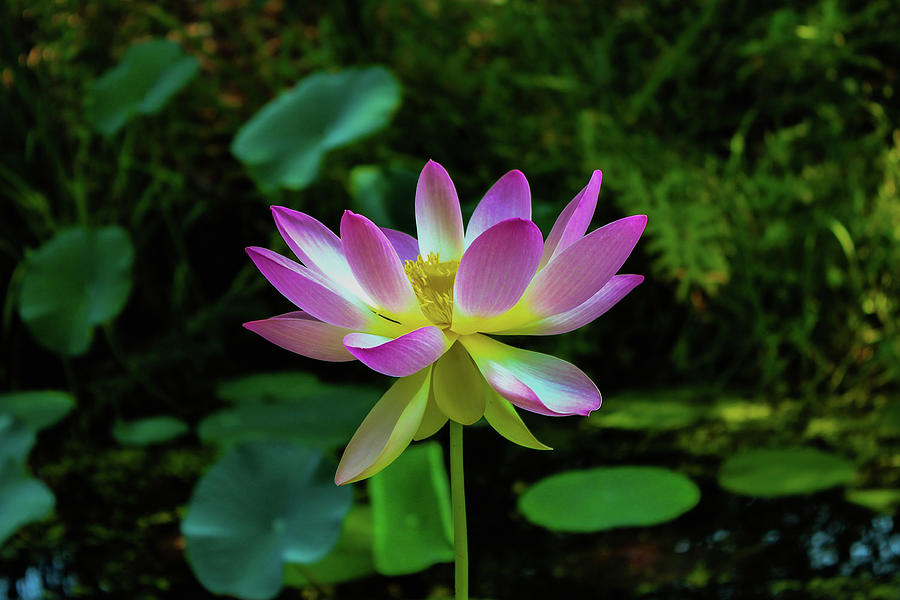 Lotus Flower 2 Photograph by Cindy Robinson