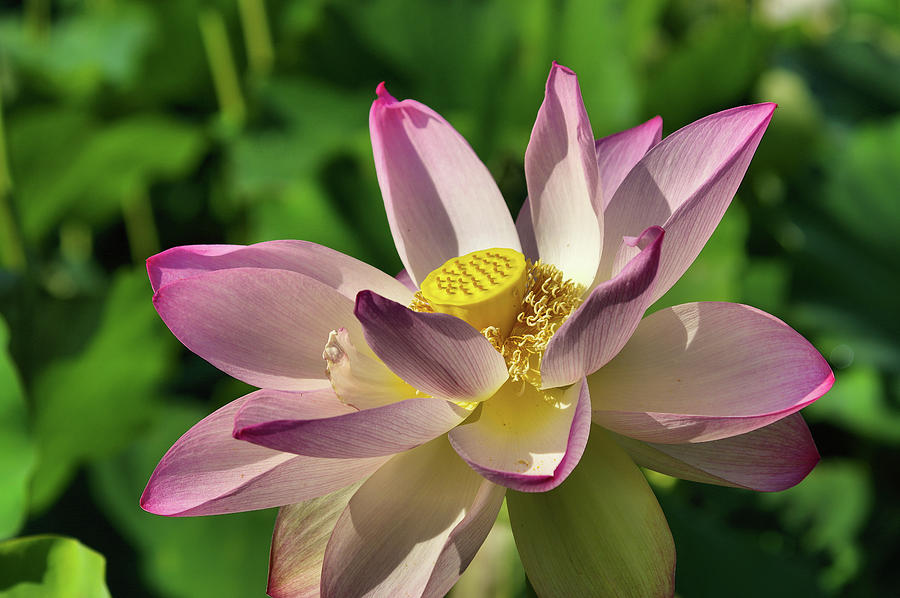 Lotus flower 3 Photograph by Buddy Scott