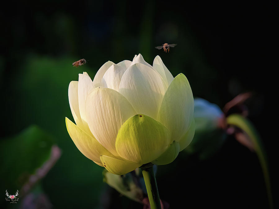 Lotus Flower and Bees Photograph by Pam Rendall