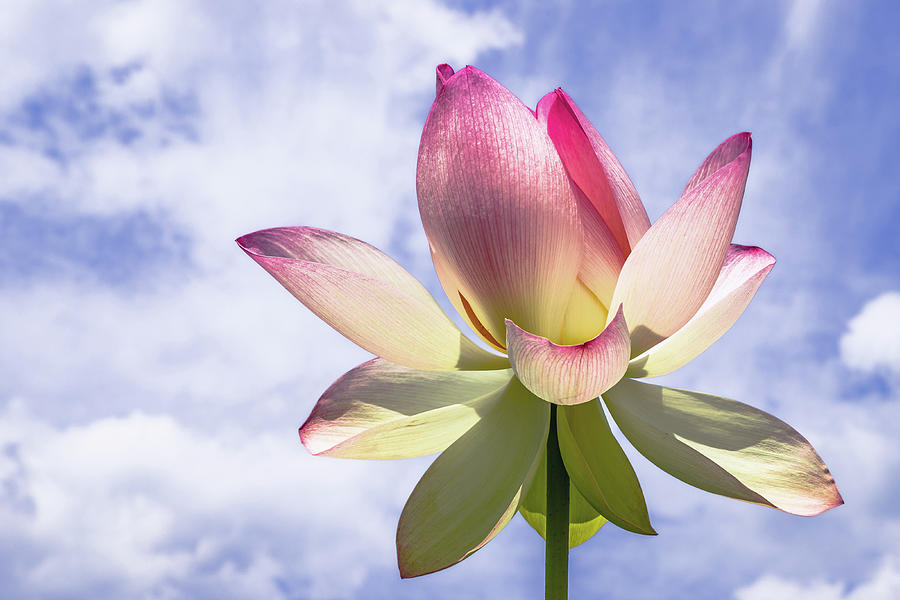 Lotus Flower And Blue Sky Photograph by Elvira Peretsman