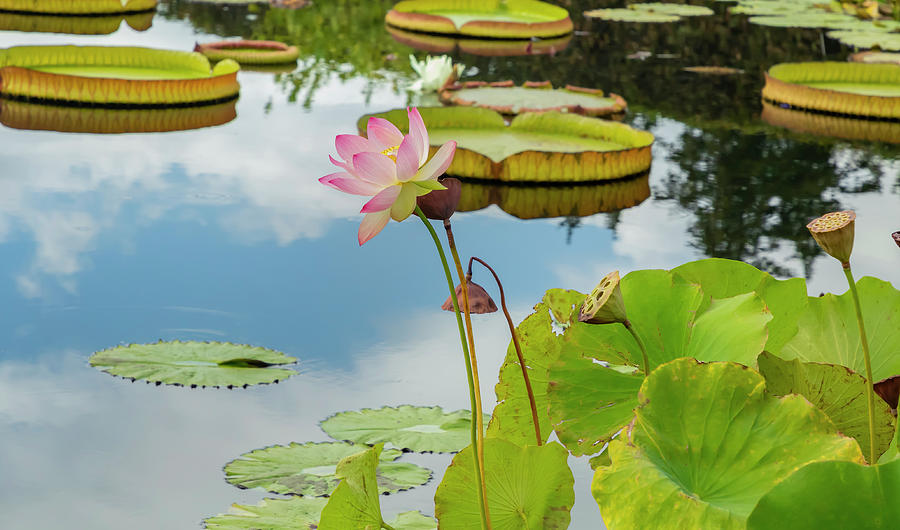 Lotus Flower and Cloud Reflection Photograph by Cate Franklyn