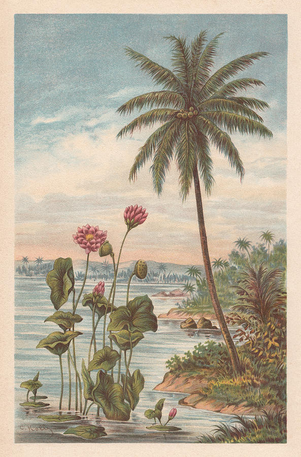 Lotus flower and coconut palm, chromolithograph, published in 1894 Drawing by Zu_09