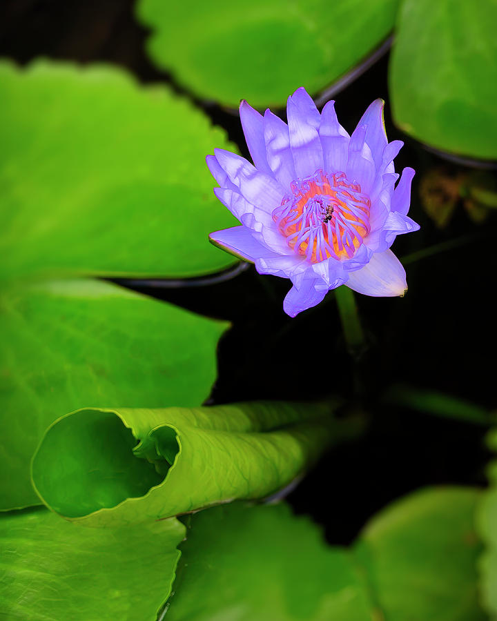 Lotus Flower And Lily Pad Photograph