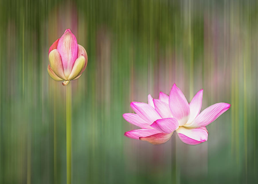 Lotus Flower And Lotus Bud Photograph by Elvira Peretsman