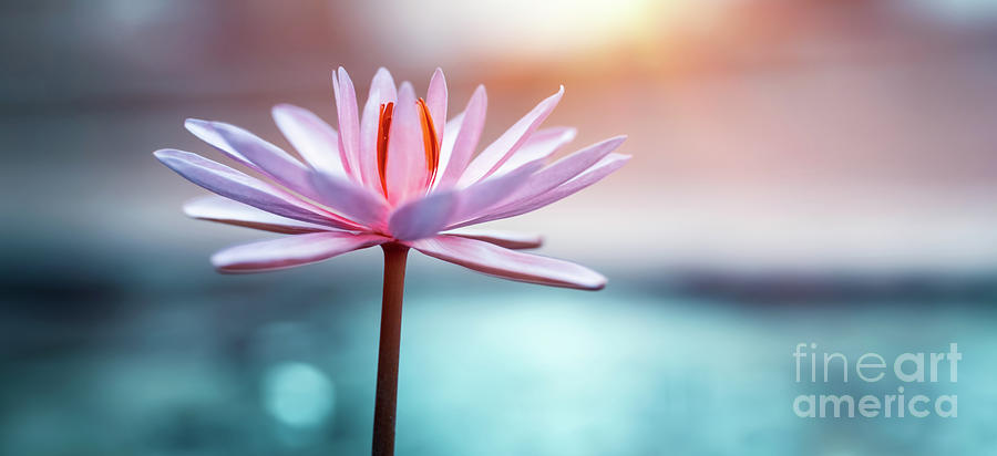 Lotus Flower Photograph by Anna Om