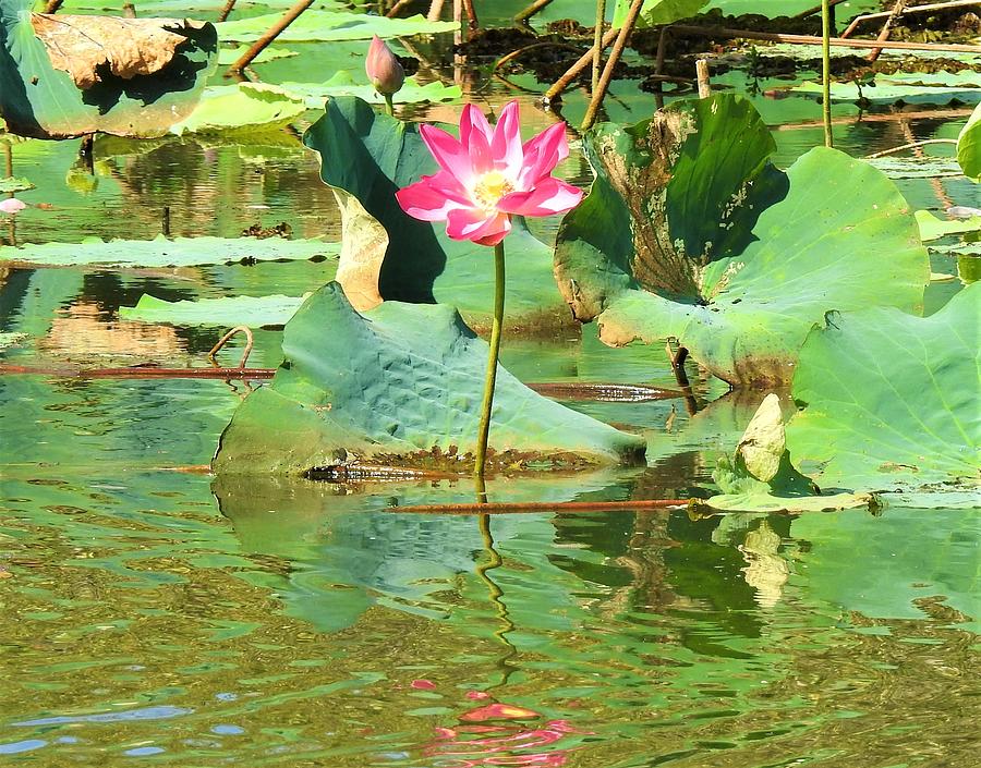 Flowers Still Life Photograph - Lotus flower by Athol KLIEVE