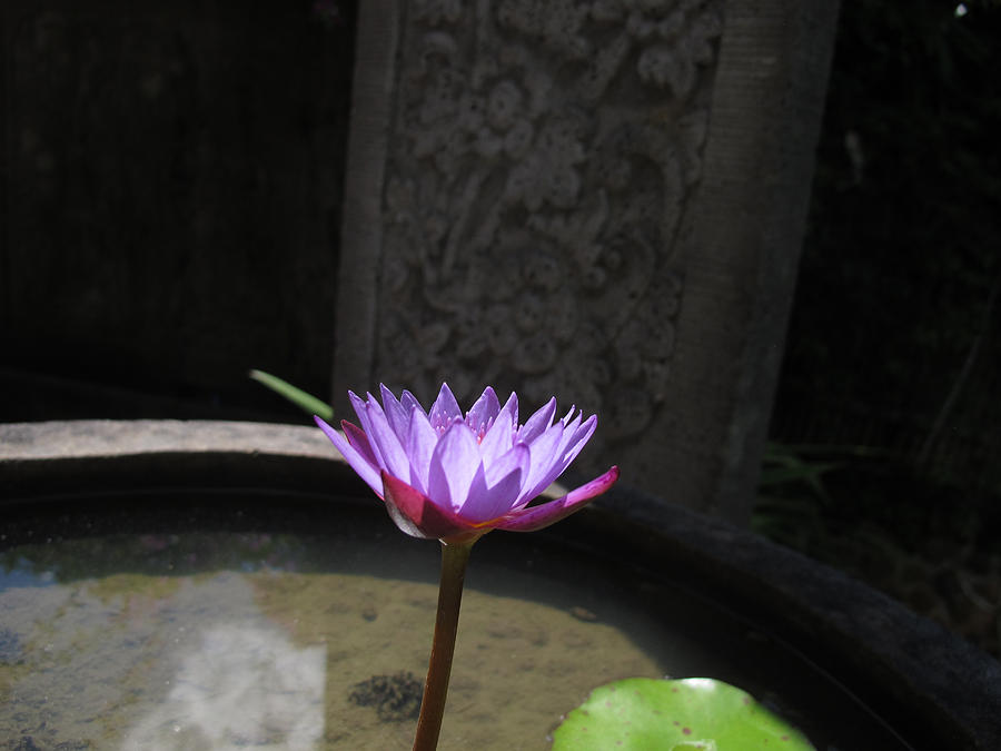 Lotus Flower Bali Photograph by Mark Egerton