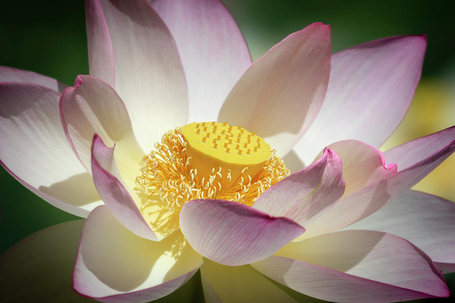 Lotus Flower Bloom Photograph by Gary Geddes