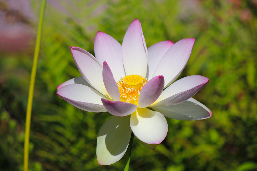 Lotus Flower Blooms  Photograph by LaDonna McCray
