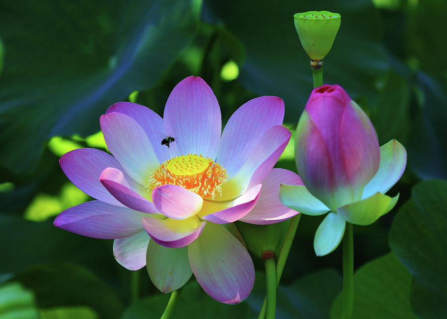 Lotus Flower, Bud, Pod, and Bee Photograph by Shixing Wen