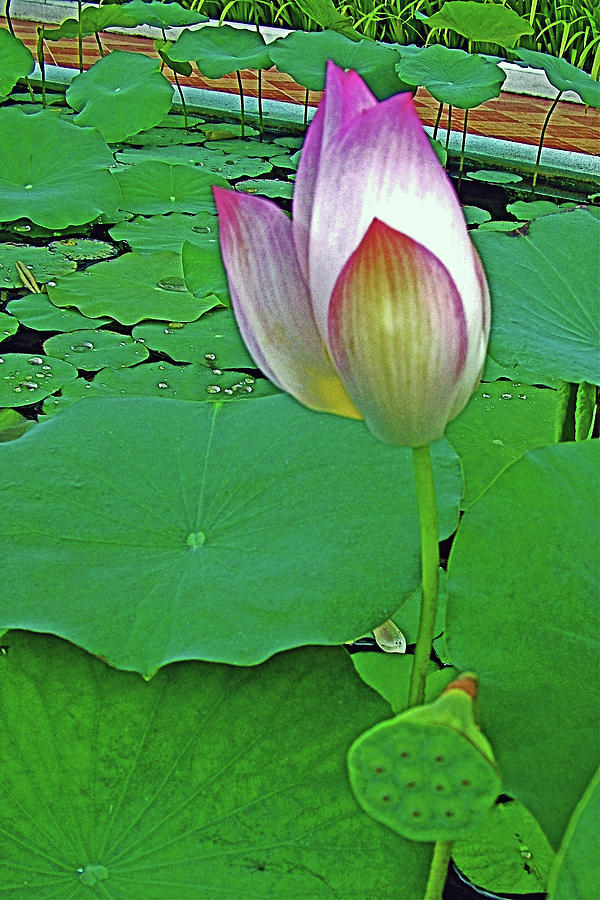 Lotus Flower by Somadevi Angkor Hotel in Siem Reap, Cambodia Photograph