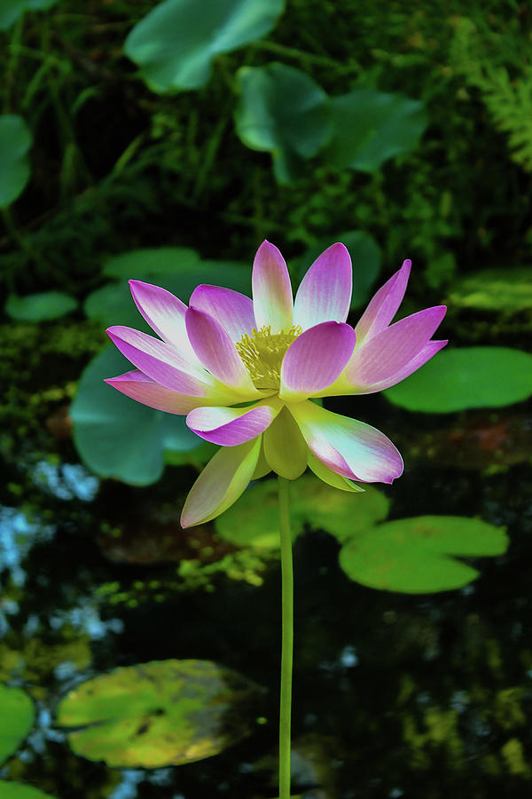 Lotus Flower Photograph by Cindy Robinson