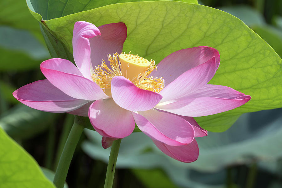 Lotus Flower Close-up Photograph by Mikhail Kokhanchikov - Fine Art America