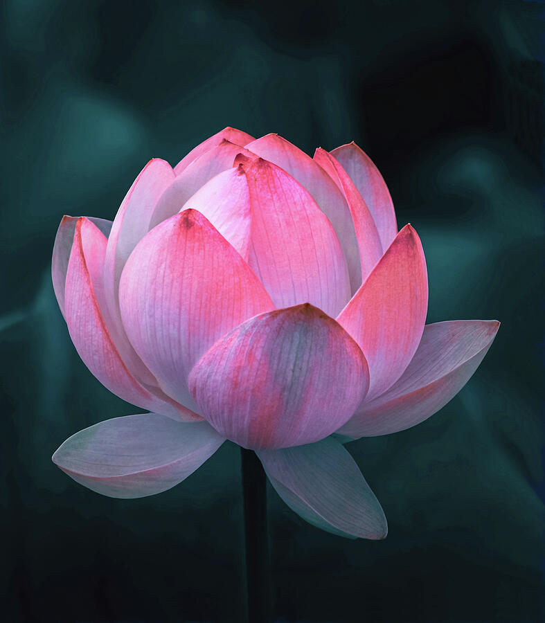 Nature Photograph - Lotus Flower Close Up by Sandi OReilly