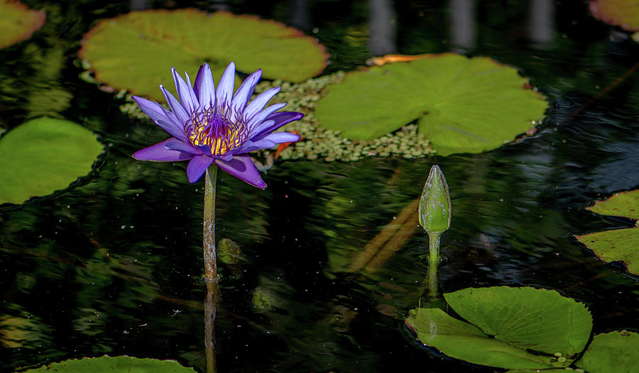 Lotus Flower Photograph by Debra Kewley