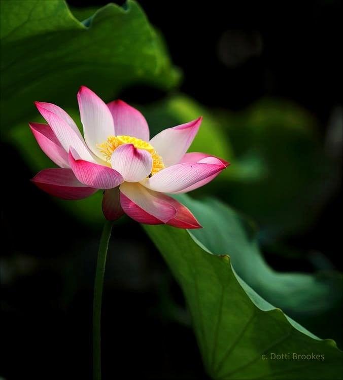 Lotus Flower Photograph by Dotti Brookes - Fine Art America