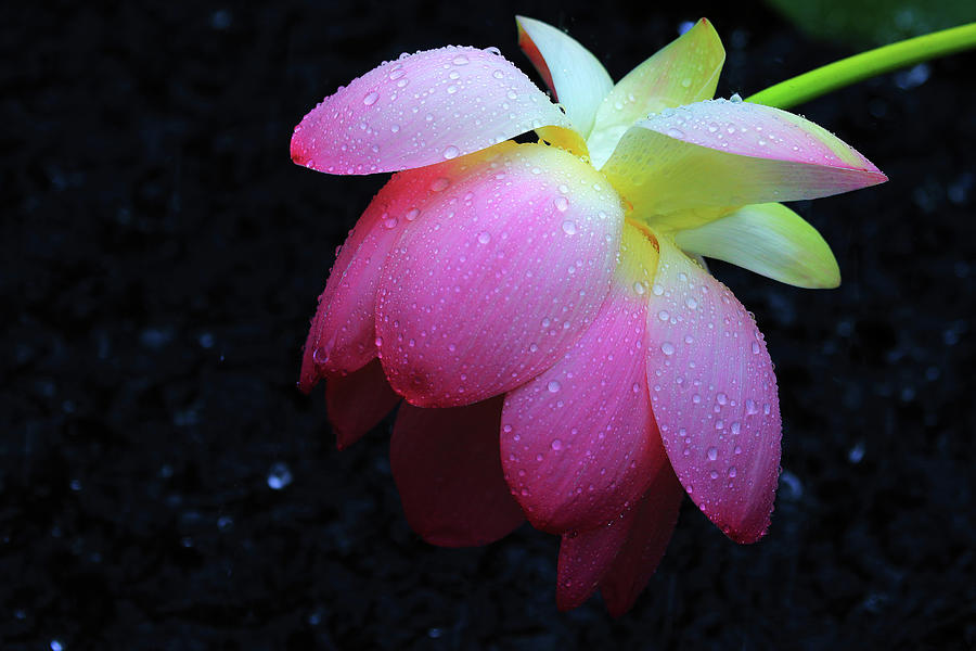 Lotus Flower Drooping in the Rain Photograph by Shixing Wen