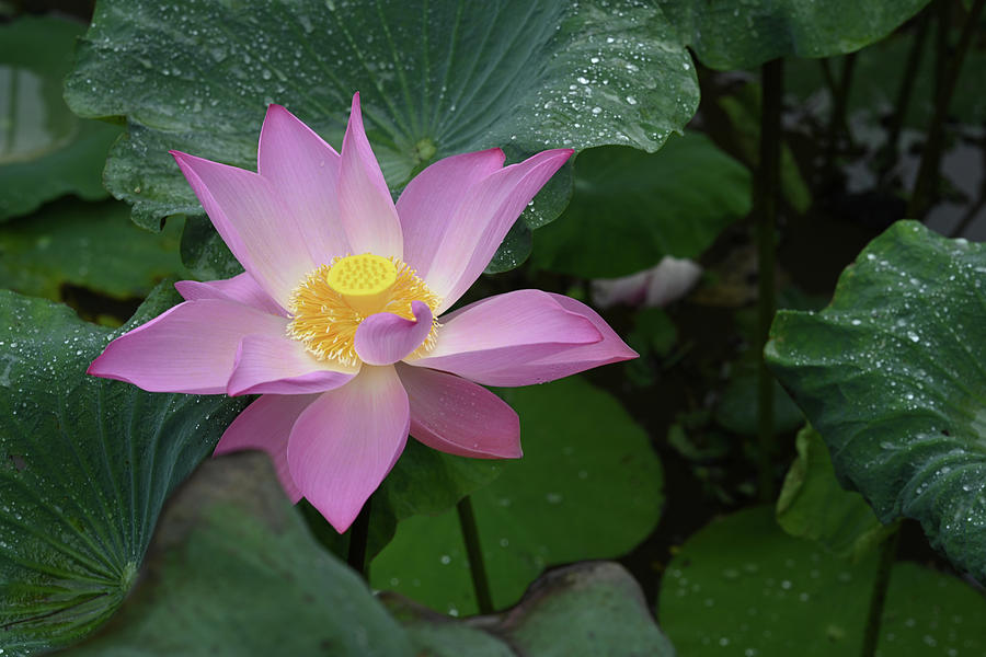 Lotus flower Photograph by Dung Ma