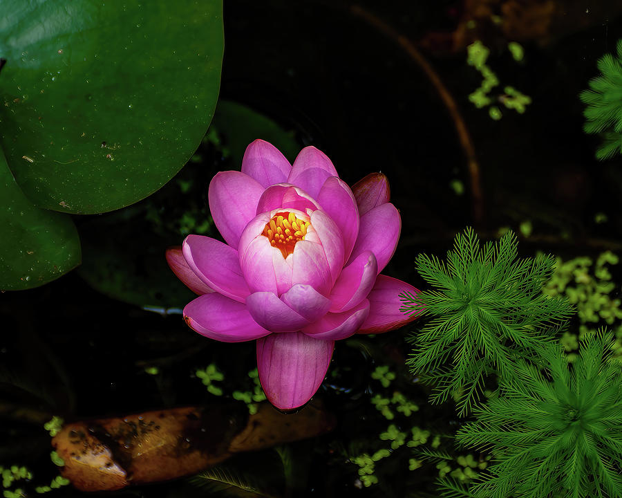 Lotus Flower Photograph by Flees Photos
