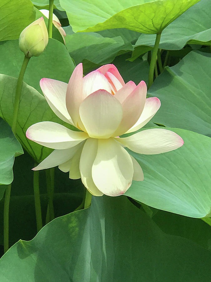 Lotus Flower Photograph by Glenna Hagopian - Fine Art America