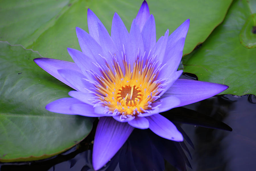 Lotus Flower In A Pond Photograph by Dikky Oesin - Fine Art America