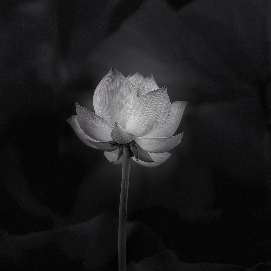 Lotus Flower In Black And White Photograph