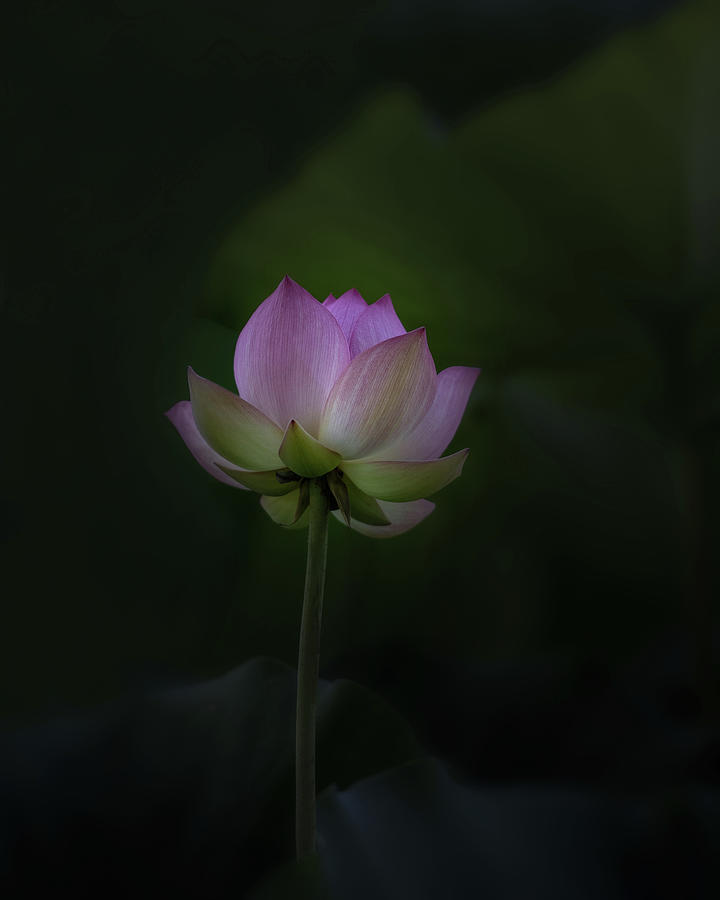 Lotus flower in color Photograph by Alessandra RC
