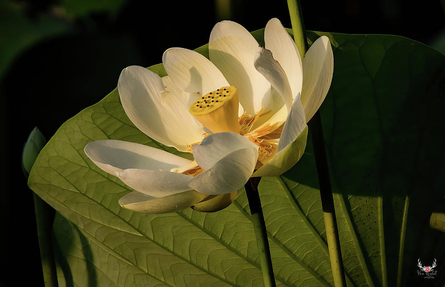 Lotus Flower in Morning Light Photograph by Pam Rendall