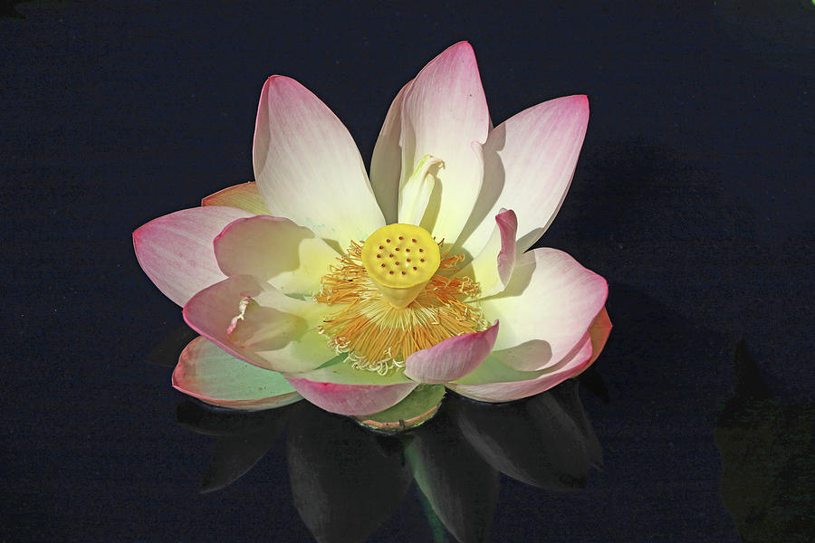 Lotus Flower in Pond with Reflection Photograph by Allen Beatty